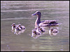 Geordneter Familienausflug