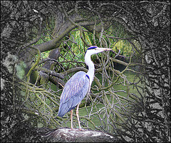 Serpentine Heron