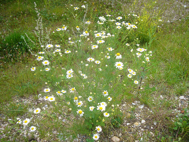 German Wildflowers