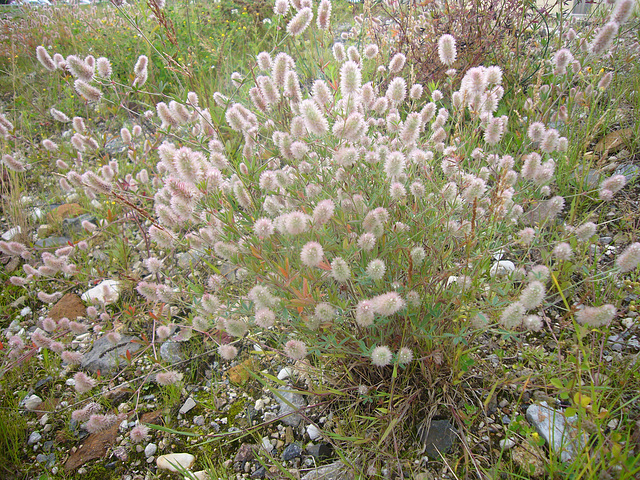 German Wildflowers