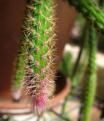 Cactus (0009)