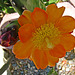 Cactus Flower (2466)