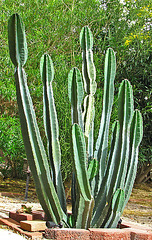 Cereus Cactus (0006)