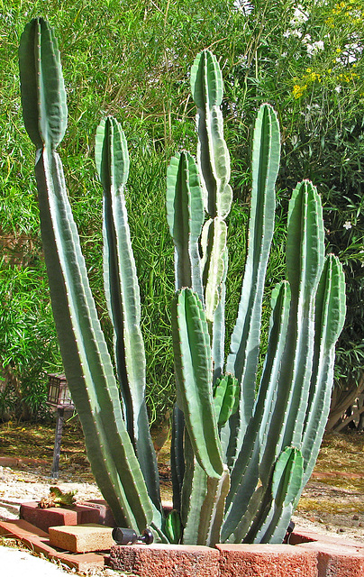 Cereus Cactus (0007)