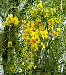 Palo Verde Blossoms (0001)