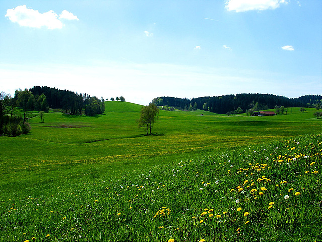 Frühling in Oberschwaben 3