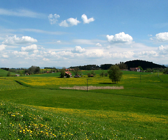 Frühling in Oberschwaben 2