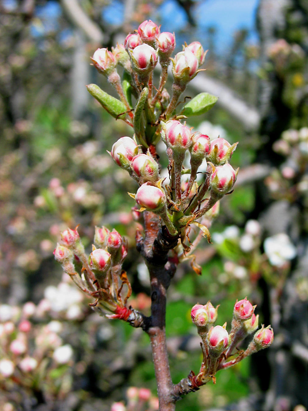 Apfelblüte  am Bodensee