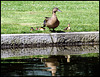 Warten auf Vati / Waiting for daddy