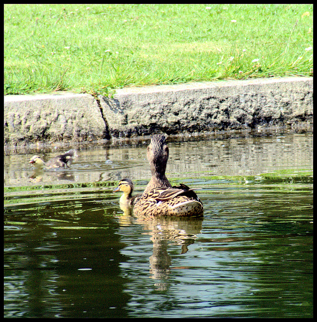 Nach Hause schwimmen... / Swimming back home