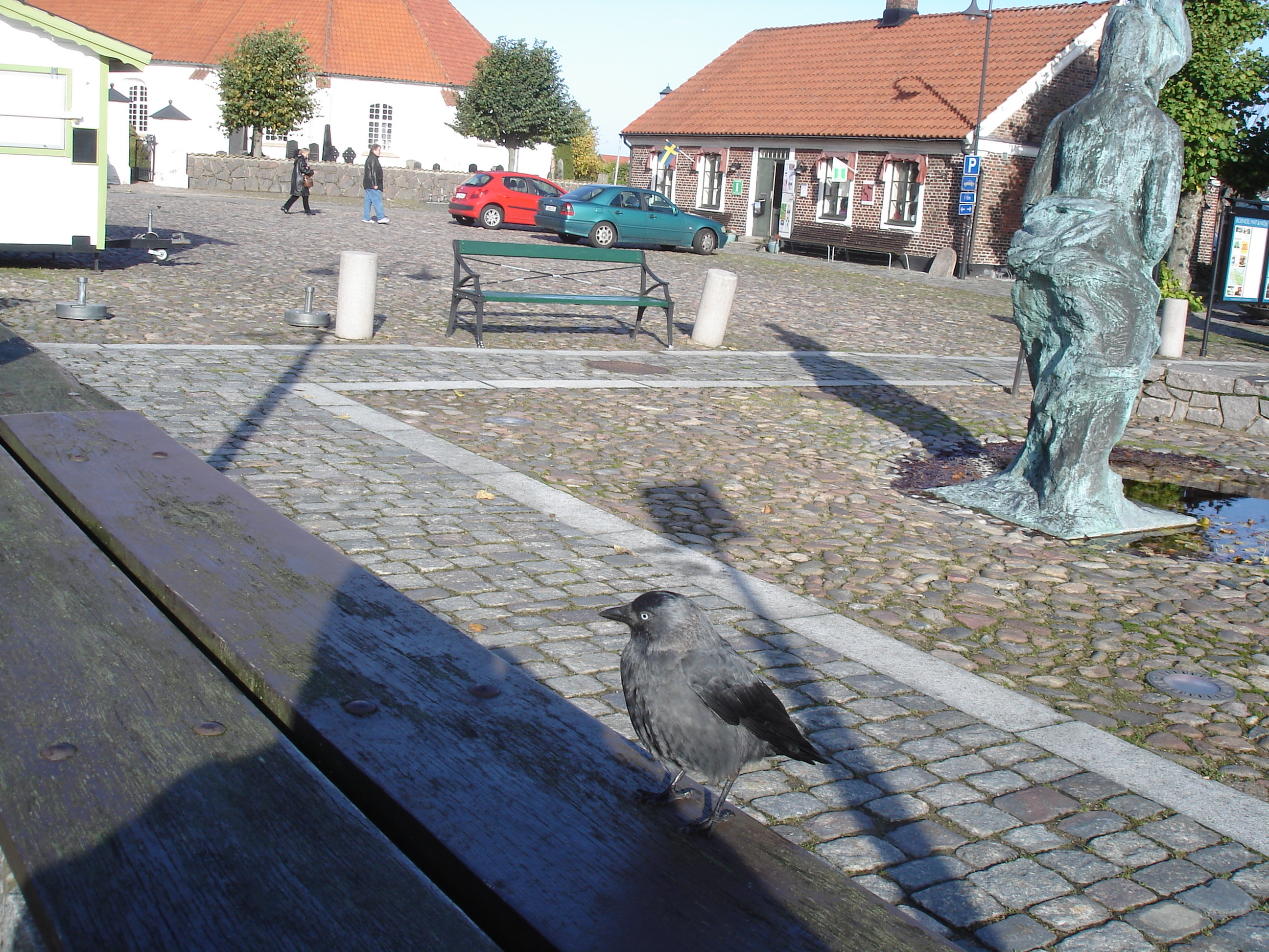 Oiseau suédois sympatique - Friendly swedish bird -  Båstad.  Suède / Sweden.   Octobre 2008