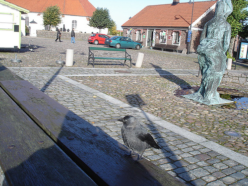 Oiseau suédois sympatique - Friendly swedish bird -  Båstad.  Suède / Sweden.   Octobre 2008