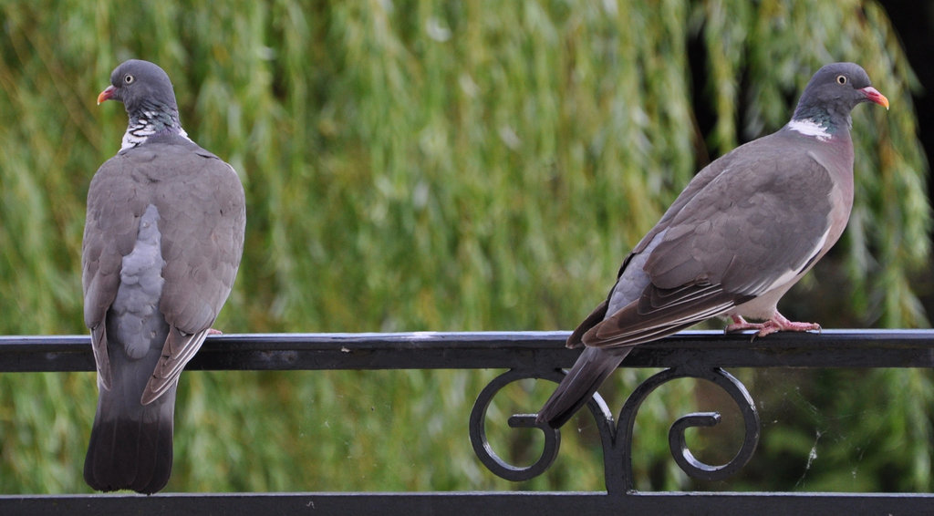 VIEUX COUPLE