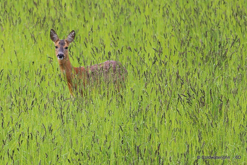 Doe, a deer, a female deer...