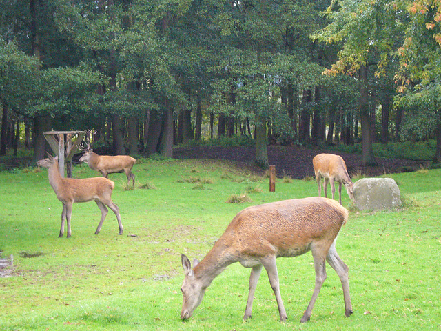 Blick ins Gehege