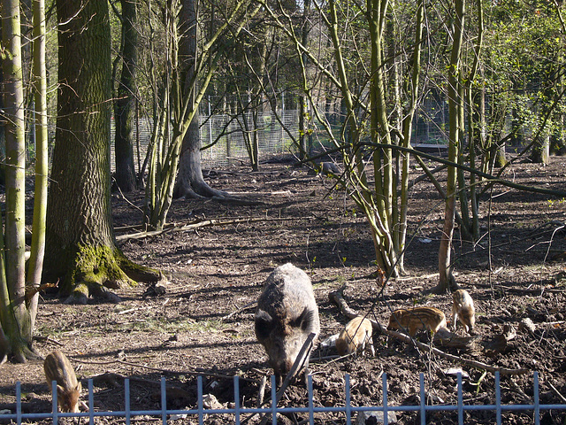 Wildschwein und seine Frischlinge