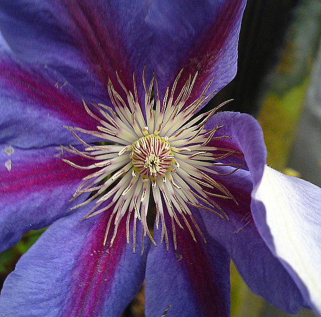 Coeur d'une fleur