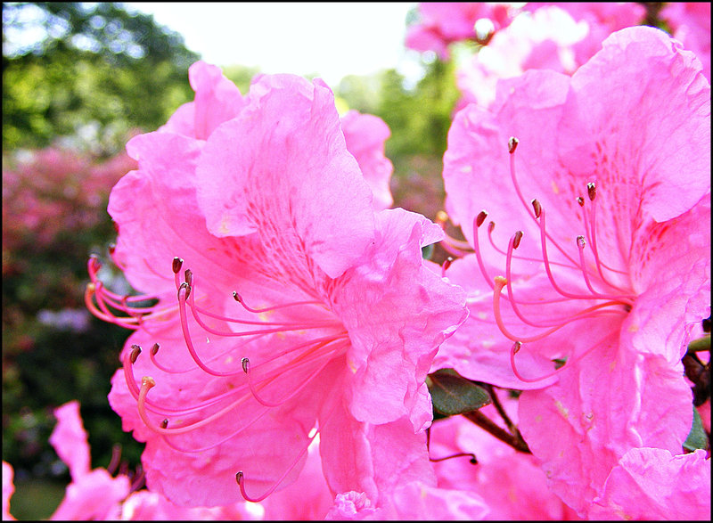 Pink twins