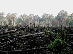 Triste spectacle ces arbres Lacanja brûlés, Mexico