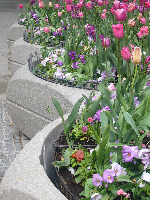 Blumen in der Fußgängerzone