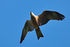 Someone to identify this bird ?