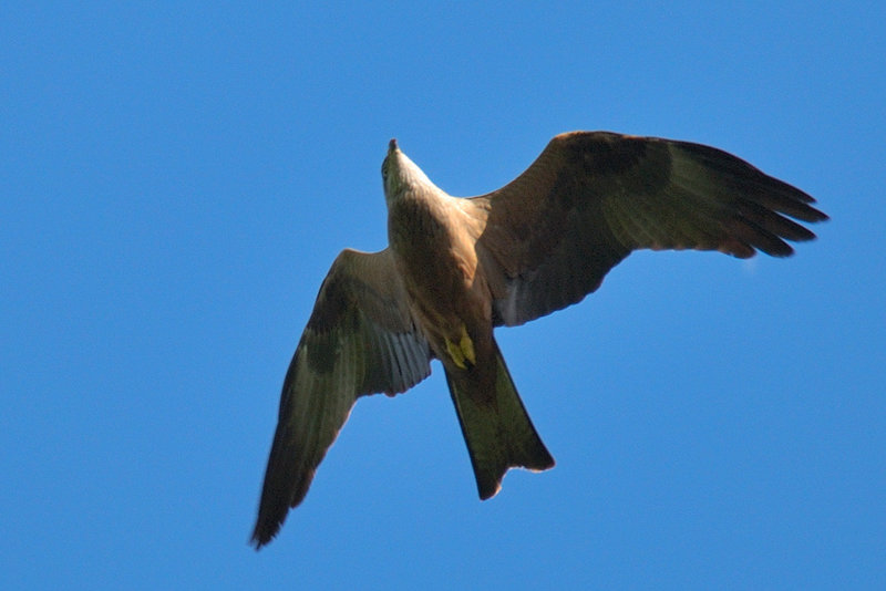 Someone to identify this bird ?
