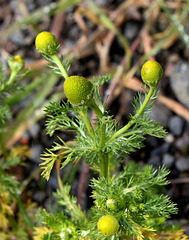 Matricaria discoïdea - Matricaire odorante