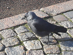 Oiseau suédois sympatique - Friendly swedish bird -  Båstad.  Suède / Sweden.   Octobre 2008