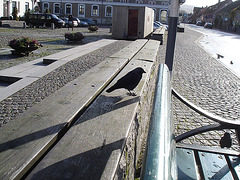 Oiseau suédois sympatique - Friendly swedish bird -  Båstad.  Suède / Sweden.   Octobre 2008