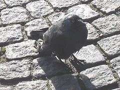 Oiseau suédois sympatique - Friendly swedish bird -  Båstad.  Suède / Sweden.   Octobre 2008