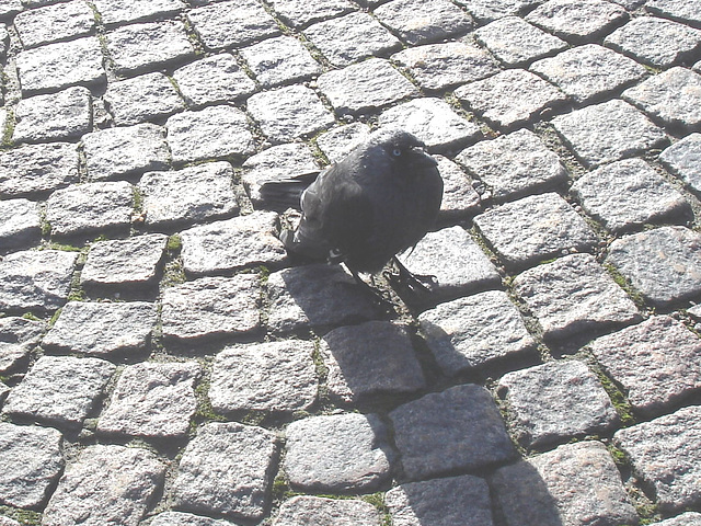 Oiseau suédois sympatique - Friendly swedish bird -  Båstad.  Suède / Sweden.   Octobre 2008