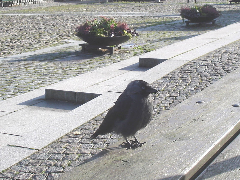 Oiseau suédois sympatique - Friendly swedish bird -  Båstad.  Suède / Sweden.   Octobre 2008