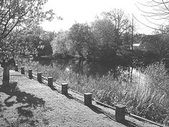 Charmante petite clôture sur la rivière /  Little fence by the river - Ängelholm / Suède - Sweden.  23 octobre 2008-  Noir et blanc