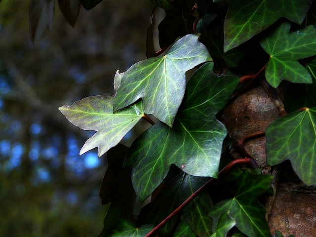 Poaime en verts