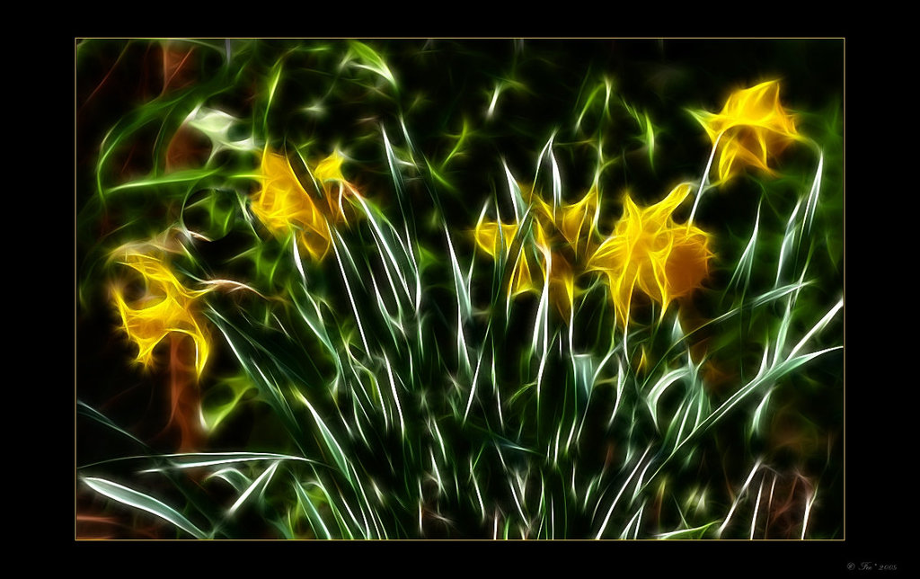 jonquilles