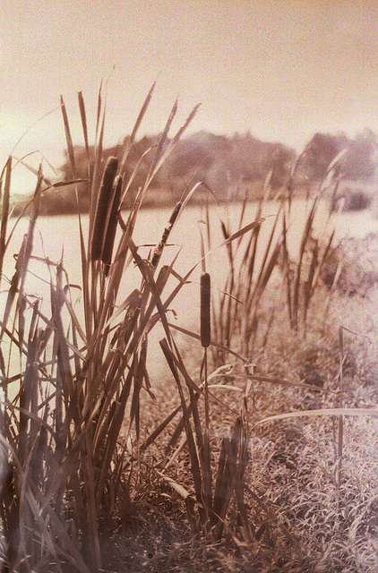 Cattails