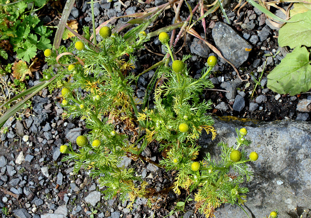 Matricaria discoïdea - Matricaire odorante