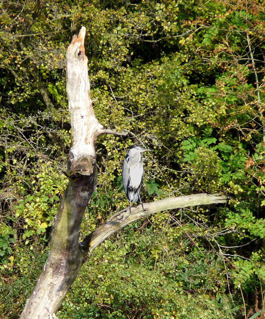 Heron on the Alert