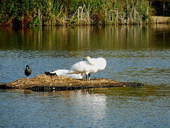 On the Nest