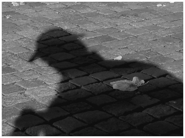 Feuille d'automne et l'ombre du photographe - 23 octobre 2008 / N & B