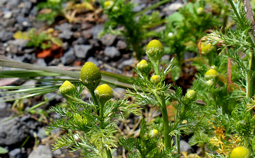 Matricaria discoïdea - Matricaire odorante (5)