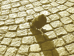 Oiseau suédois sympatique - Friendly swedish bird -  Båstad.  Suède / Sweden.   Octobre 2008 - Sepia