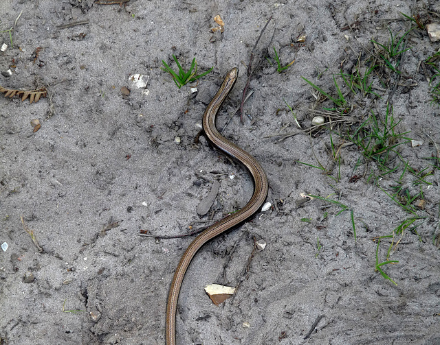 Slow Worm