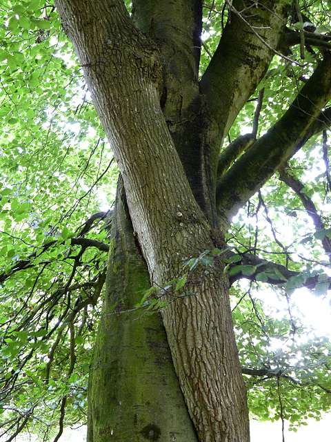 Kissing Tree