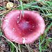 Pink fungus- Russula?