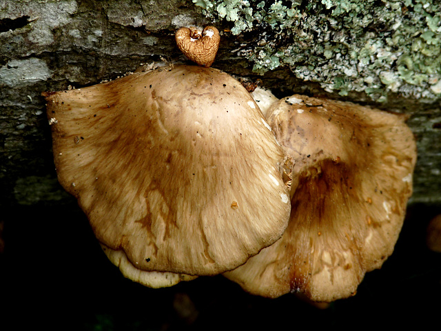 Oyster Mushrooms