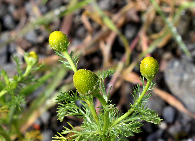 Matricaria discoïdea - Matricaire odorante (6)