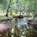 New Forest Reflections