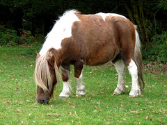 Shetland Pony