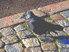 Oiseau suédois sympatique - Friendly swedish bird -  Båstad.  Suède / Sweden.   Octobre 2008 -  Postérisation photofiltrée